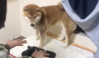 「えぇぇ、消えちゃったよ!?」手品に驚いたワンコの全力リアクションが可愛すぎる!