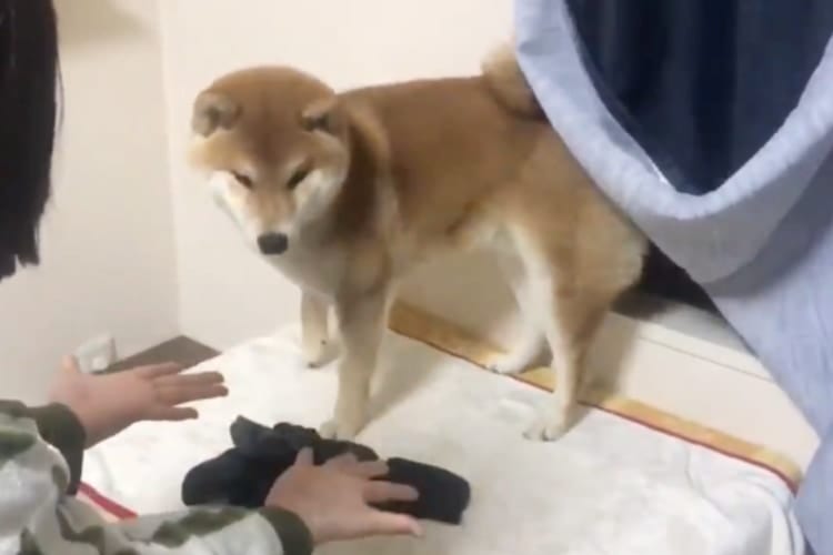 「えぇぇ、消えちゃったよ！？」手品に驚いたワンコの全力リアクションが可愛すぎる！