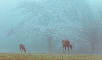 桜が見頃になるタイミングで濃霧が発生!まるで“絵本の世界”のような光景が話題に!