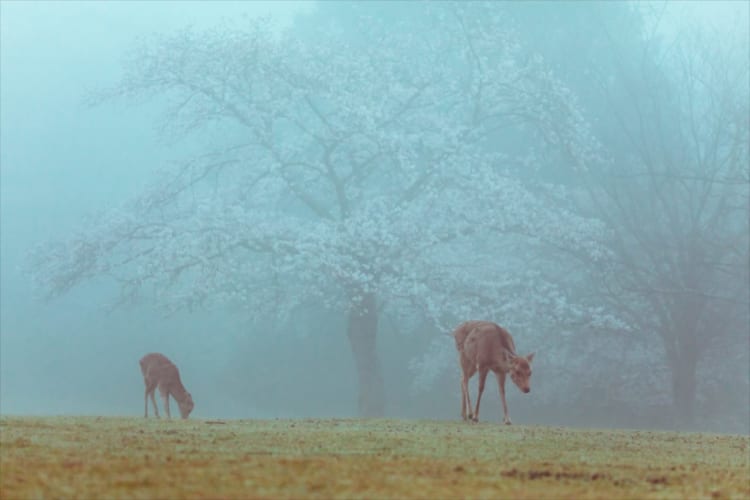 桜が見頃になるタイミングで濃霧が発生！まるで“絵本の世界”のような光景が話題に！