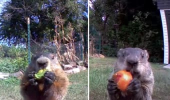 泥棒系インフルエンサー？畑の野菜泥棒が防犯カメラで判明！しかしあまりに堂々とした犯人の面白可愛さに園芸家も心奪われ名前も付けて共存することに！