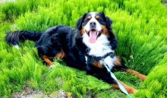 【クイズ】とにかくでかい犬!超大型犬と呼ばれる犬種の名前知っていますか?
