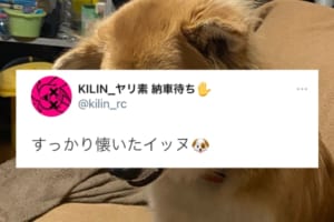 飼い主にすっかり懐いたワンコの衝撃的な表情に「ツンデレか」「きっとクールな決め顔」の声！