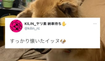 飼い主にすっかり懐いたワンコの衝撃的な表情に「ツンデレか」「きっとクールな決め顔」の声!