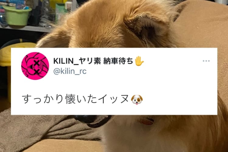 飼い主にすっかり懐いたワンコの衝撃的な表情に「ツンデレか」「きっとクールな決め顔」の声！