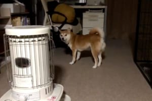 目が回っちゃった？クルクル回転した後に“じわ～っ”と飼い主を確認するワンコが面白カワイイ