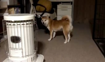 目が回っちゃった?クルクル回転した後に“じわ~っ”と飼い主を確認するワンコが面白カワイイ