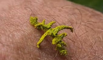 一体これは何なんだ!?植物のように見えるオーストラリアで撮影された謎の生物の映像!