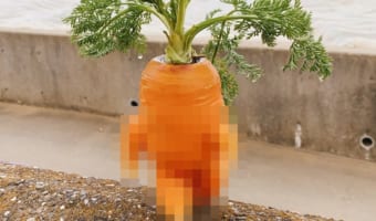 ムキムキマッチョが猛突進!?凄い形をした人参の出現に「マンドラゴラ」「進撃の人参」の声