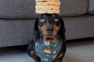 凄いバランス感覚を持つワンコ、頭にお菓子を積み上げるチャレンジで上目遣いになるのが可愛い！