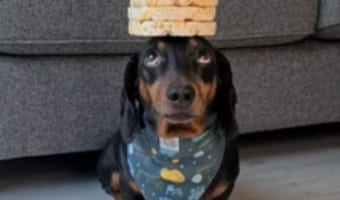 凄いバランス感覚を持つワンコ、頭にお菓子を積み上げるチャレンジで上目遣いになるのが可愛い！