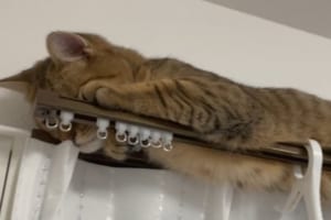 「かくれんぼ上手でしょ♪」バレずに隠れているつもりのニャンコの激かわ写真3連発！