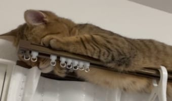 「かくれんぼ上手でしょ♪」バレずに隠れているつもりのニャンコの激かわ写真3連発!