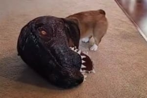 ティラノコーギー爆誕！飼い主の前で恐竜に扮装して遊ぶコーギーが最高にかわいい！