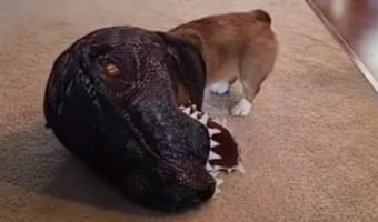 ティラノコーギー爆誕!飼い主の前で恐竜に扮装して遊ぶコーギーが最高にかわいい!