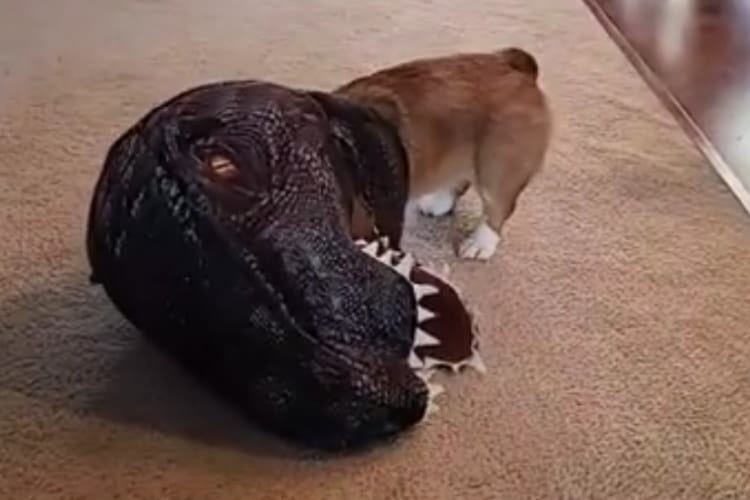 ティラノコーギー爆誕！飼い主の前で恐竜に扮装して遊ぶコーギーが最高にかわいい！