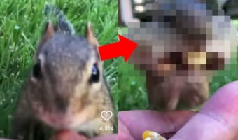 詰め込みすぎでしょ(笑) 男性が差し出すエサを限界まで頬張るリスがおもしろ可愛い！