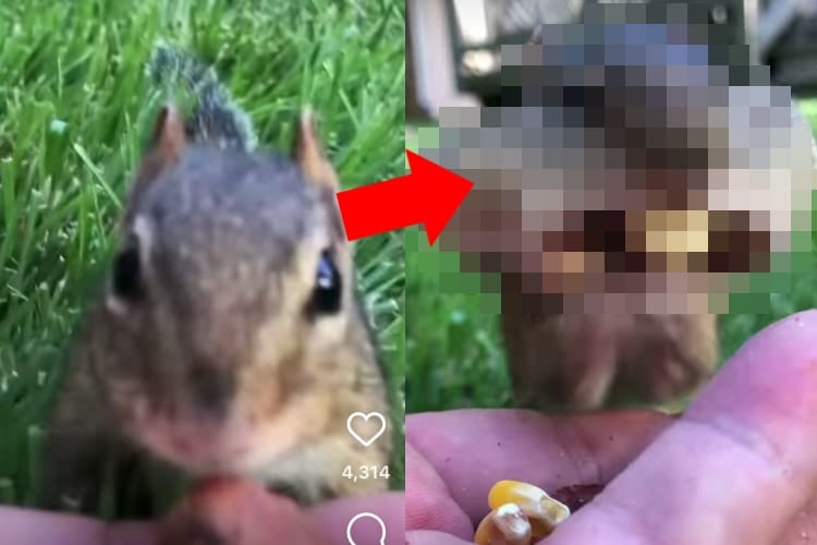 詰め込みすぎでしょ(笑) 男性が差し出すエサを限界まで頬張るリスがおもしろ可愛い！