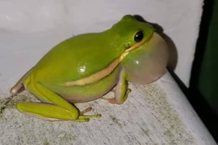 奇妙な音の正体はカエルだった！絵に描いたような鳴き姿とラッパみたいな個性的な声が可愛い！