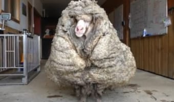 羊ってこんなになっちゃうの!?迷子の羊を保護して毛を刈ったら重さがなんと35キロも!!