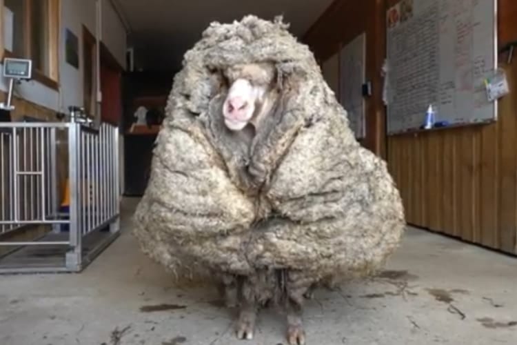 羊ってこんなになっちゃうの！？迷子の羊を保護して毛を刈ったら重さがなんと35キロも！！