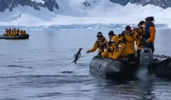 「助けてください!!」シャチに追われたペンギンが人間のボートに飛び乗って危機回避!