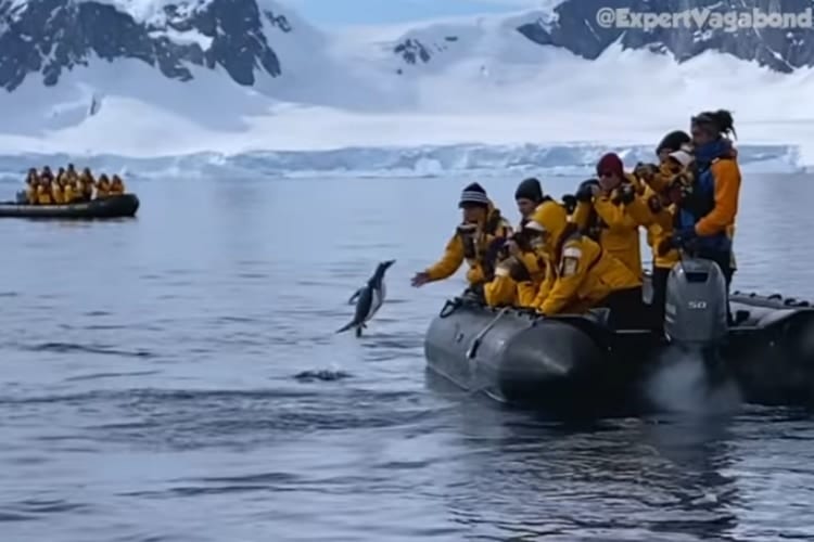 「助けてください！！」シャチに追われたペンギンが人間のボートに飛び乗って危機回避！