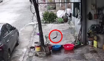 カメラは見た！桶に入った魚の華麗な大脱出劇を捉えた衝撃映像をご覧あれ！