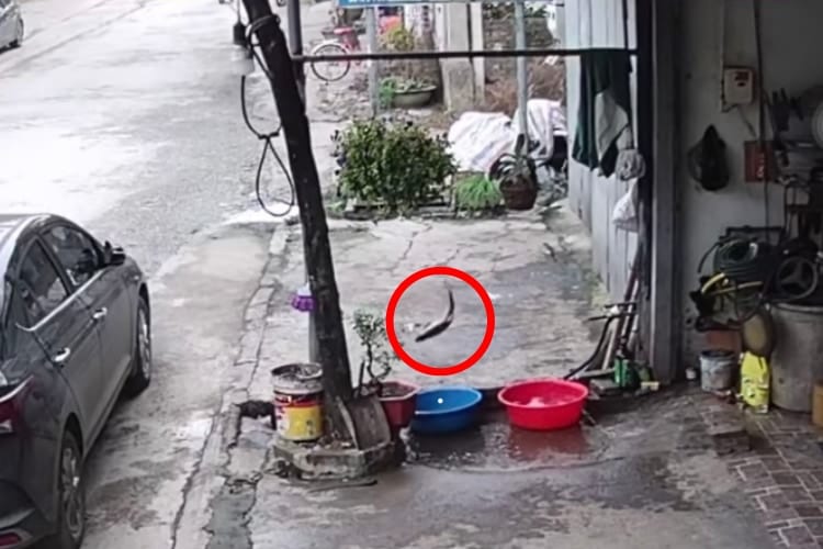 カメラは見た！桶に入った魚の華麗な大脱出劇を捉えた衝撃映像をご覧あれ！