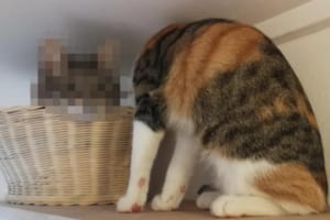 頭が取れちゃった！海外掲示板に投稿された1枚の写真が話題で人気者になった猫