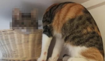 頭が取れちゃった!海外掲示板に投稿された1枚の写真が話題で人気者になった猫