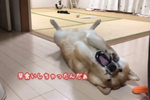 「あぁぁ、なんでボクは･･･」一日の最後のご飯を早食いしてしまって全力で後悔するワンコ(笑)