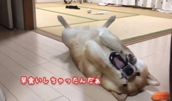 「あぁぁ、なんでボクは･･･」一日の最後のご飯を早食いしてしまって全力で後悔するワンコ(笑)