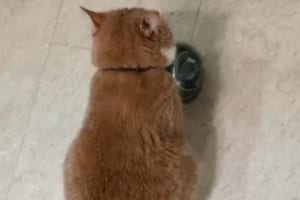 背中を向けてボウルを･･･無言の圧力でごはんを催促してくるニャンコに笑った