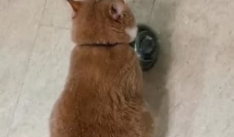 背中を向けてボウルを・・・無言の圧力でごはんを催促してくるニャンコに笑った