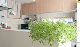 観葉植物が置いてあるお洒落なキッチンかと思いきや、実はこの緑‥伸びすぎたアレだった(笑)