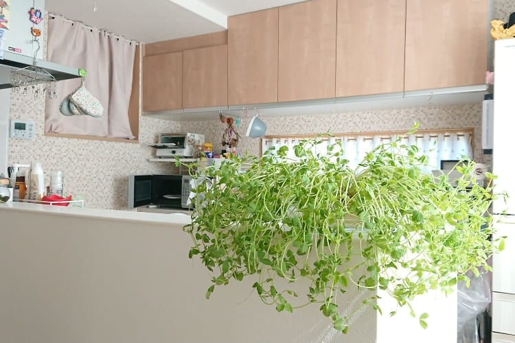 観葉植物が置いてあるお洒落なキッチンかと思いきや、実はこの緑‥伸びすぎたアレだった(笑)