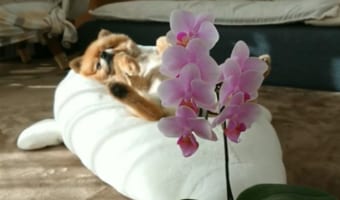 色っぽさが尋常じゃない! ポメラニアン「ポチ」くんをセクシーに映した動画が面白すぎる