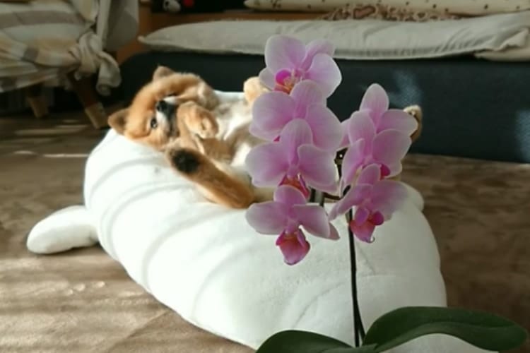 色っぽさが尋常じゃない！ ポメラニアン「ポチ」くんをセクシーに映した動画が面白すぎる