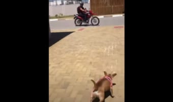 飼い主さんを見つけると大はしゃぎ！(笑) バイクで出かけたくて仕方がないワンコが可愛すぎる！