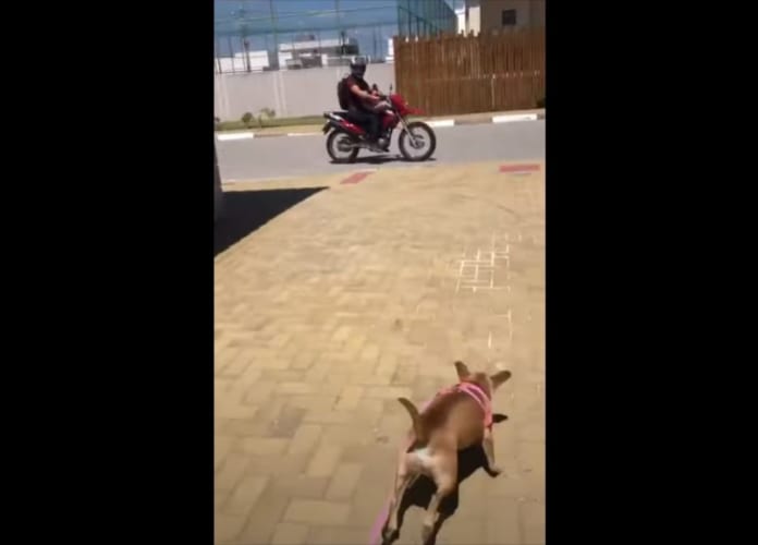 飼い主さんを見つけると大はしゃぎ！(笑) バイクで出かけたくて仕方がないワンコが可愛すぎる！