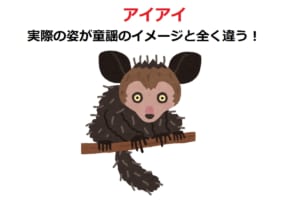 童謡でおなじみのおサルさん「アイアイ」、実は地元では嫌われ者だった？！