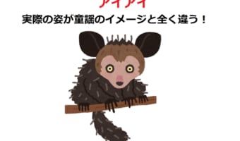 童謡でおなじみのおサルさん「アイアイ」、実は地元では嫌われ者だった?!