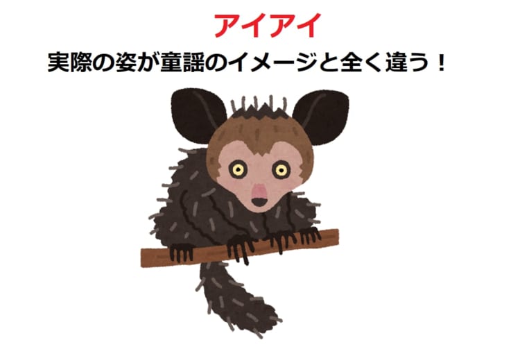 童謡でおなじみのおサルさん「アイアイ」、実は地元では嫌われ者だった？！