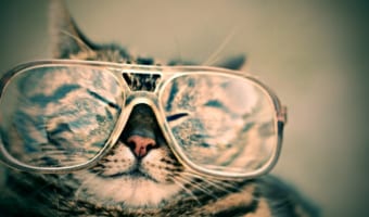 誰もがを意味する「猫も杓子も」その由来は何？そもそも杓子って何？