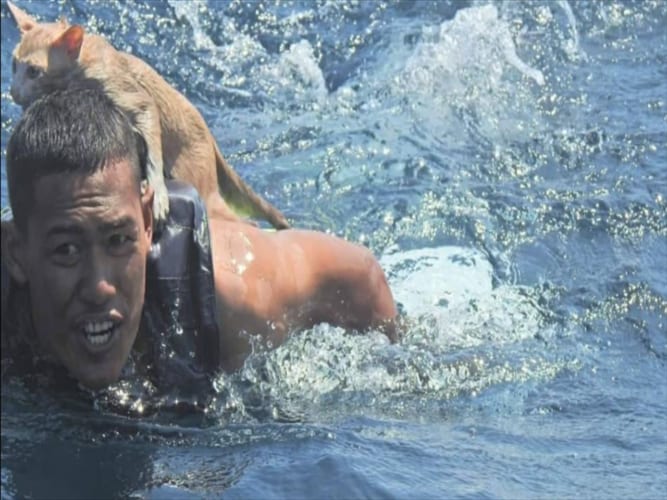 タイの海軍士官が沈みゆく船から子猫を救助！世界から称賛の嵐！