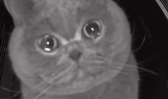 「早く帰ってきて」とペットカメラに訴えるニャンコに飼い主は帰宅不可避!