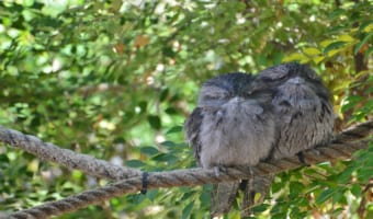 「ガマグチヨタカ」は、まるでフクロウみたいモフモフした鳥