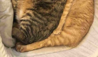 窮屈そうだけど幸せそう(笑) ニャンコ同士がぴったりフィットする様子が可愛すぎる!