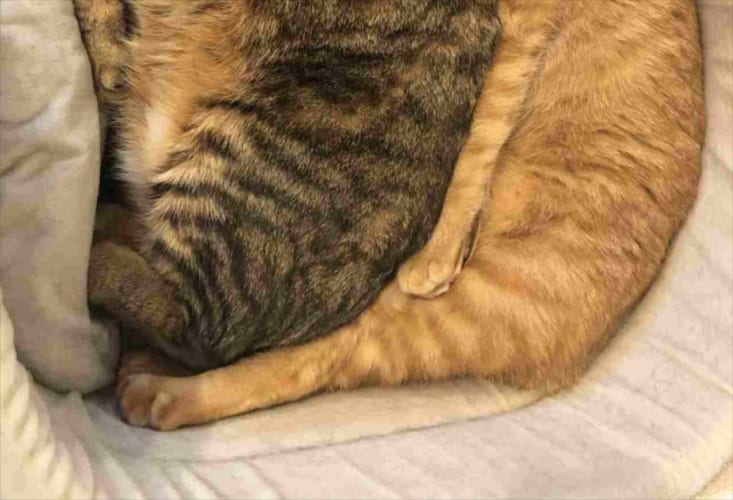 窮屈そうだけど幸せそう(笑) ニャンコ同士がぴったりフィットする様子が可愛すぎる！